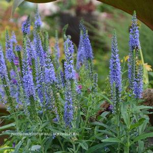 Veronica Moody Blues? Sky - Speedwell PP 27835 from The Ivy Farm
