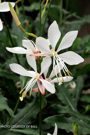 Gaura 'Sparkle White' - Wand Flower from The Ivy Farm