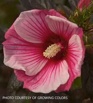 Hibiscus Fleming™ 'Small Wonder' - Hardy Hibiscus from The Ivy Farm