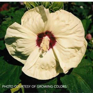 Hibiscus Fleming™ 'New Old Yella' - Hardy Hibiscus PP 23698 from The Ivy Farm