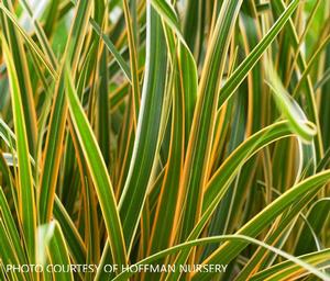 Carex morrowii 'Everglow' - Sedge PP 30466 from The Ivy Farm