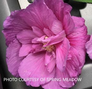Hibiscus Dark Lavender Chiffon? - Rose Of Sharon PPAF from The Ivy Farm