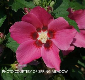 Hibiscus 'Paraplu Rouge' - Rose Of Sharon PPAF from The Ivy Farm