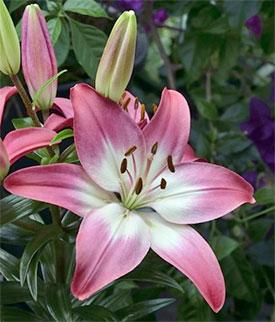 Lilium Lily Looks™ 'Tiny Diamond' - Lily PPAF from The Ivy Farm