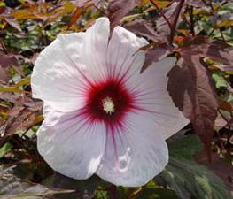Hibiscus 'Kopper King' - Hardy Hibiscus from The Ivy Farm