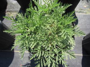 Artemisia Sunfern™ Olympia - Wormwood PPAF from The Ivy Farm