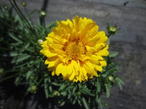 Coreopsis 'Moonswirl' - Tickseed from The Ivy Farm