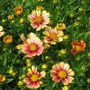 Coreopsis Solanna™ Sunset Burst - from The Ivy Farm