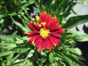 Coreopsis Uptick™ 'Red' - Tickseed PPAF from The Ivy Farm