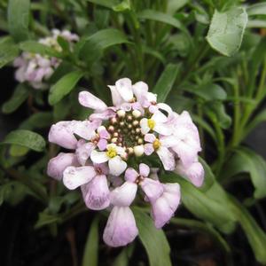 Iberis First Flush™Lavender - Candytuft from The Ivy Farm