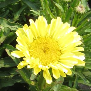 Leucanthemum 'Real Sunbeam' - Shasta Daisy PP 27717 from The Ivy Farm