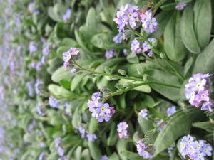Myosotis 'Victoria Blue' - Forget Me Not from The Ivy Farm