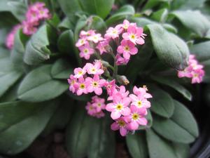 Myosotis 'Victoria Rose' - Forget Me Not from The Ivy Farm