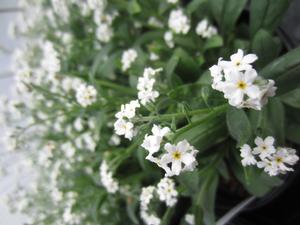 Myosotis 'Victoria White' - Forget Me Not from The Ivy Farm