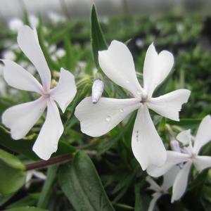 Phlox divaricata 'May Breeze' - Woodland Phlox from The Ivy Farm