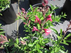 Salvia Arctic Blaze™ Fuschia - Meadow Sage PP 28619 from The Ivy Farm