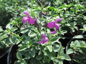 Salvia Arctic Blaze™ Purple - Meadow Sage PP 28717 from The Ivy Farm
