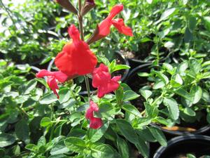 Salvia Arctic Blaze™ Red - Meadow Sage PP 28620 from The Ivy Farm