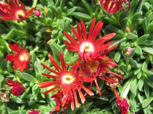 Delosperma Red Mountain? Flame - Ice Plant from The Ivy Farm