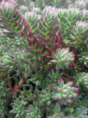 Sedum 'Red Wiggle' - Stonecrop from The Ivy Farm