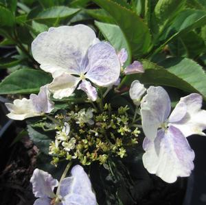 Hydrangea macrophylla Game Changer? Blue - from The Ivy Farm