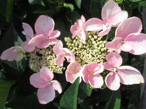 Hydrangea macrophylla Game Changer? Pink - Bigleaf Hydrangea PPAF from The Ivy Farm