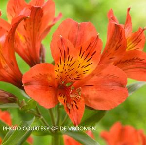 Alstroemeria Majestic 'Louis' - Peruvian Lily from The Ivy Farm