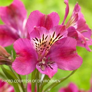 Alstroemeria Majestic 'Montsoreau' - Peruvian Lily from The Ivy Farm