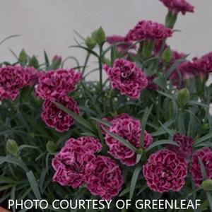 Dianthus Constant® Beauty 'Crush Rose' - Pinks from The Ivy Farm