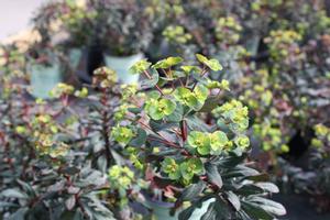 Euphorbia 'Ruby Glow' - Spurge PP 22200 from The Ivy Farm