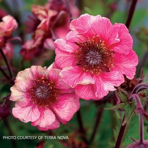 Geum TEMPO™ Rose - Avens PP 31209 from The Ivy Farm
