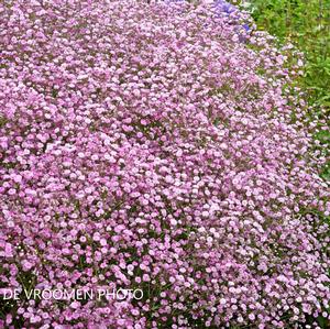 Gypsophila paniculata 'Festival Pink Lady' - Baby's Breath from The Ivy Farm