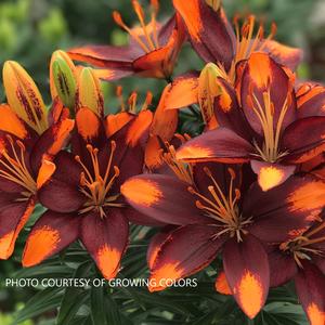 Lilium Lily Looks™ 'Tiny Lion' - Lily PPAF from The Ivy Farm