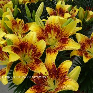 Lilium Lily Looks™ 'Tiny Nugget' - Lily PPAF from The Ivy Farm