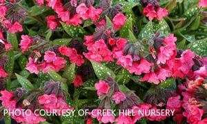Pulmonaria 'Shrimps On The Barbie' - Lungwort from The Ivy Farm