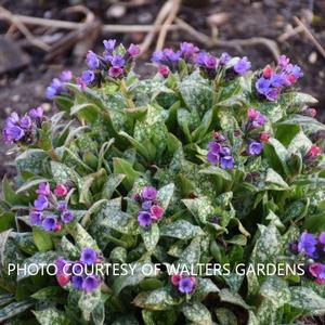 Pulmonaria 'Spot On' - Lungwort PP 33063 from The Ivy Farm