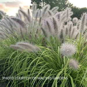 Pennisetum Prairie Winds� 'Lemon Squeeze' - Fountain Grass PPAF from The Ivy Farm