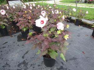Hibiscus Head Over Heels ® 'Blush' - Hardy Hibiscus PPAF from The Ivy Farm