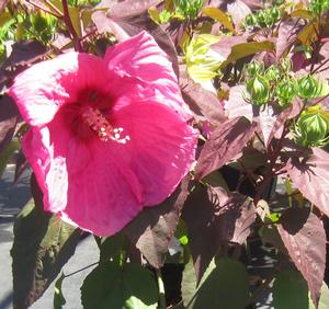 Hibiscus Head Over Heels ® 'Passion' - Hardy Hibiscus PPAF from The Ivy Farm