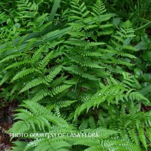 Dryopteris marginalis - Eastern Wood Fern from The Ivy Farm Dryopteris marginalis - Eastern Wood Fern from The Ivy Farm
