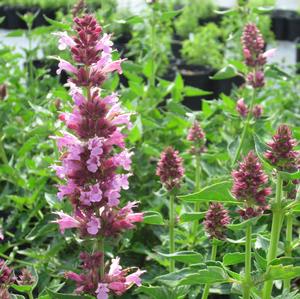Agastache Poquito™ 'Lavender' - Hummingbird Mint PP 30530 from The Ivy Farm