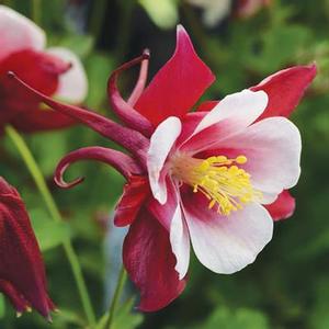 Aquilegia Earlybird™ Red White - Columbine from The Ivy Farm