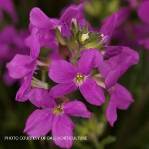 Arabis blepharophylla 'Pink' - Wall Rock Cress from The Ivy Farm