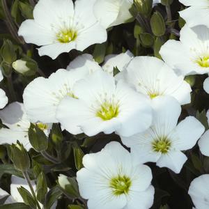 Arenaria montana 'Blizzard Compact' - Sandwort from The Ivy Farm
