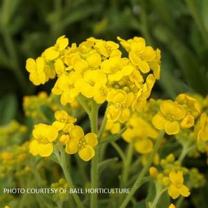Aurinia saxatile 'Gold Rush' - Basket of Gold from The Ivy Farm