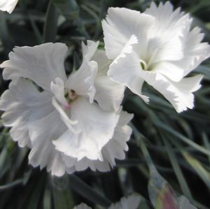 Dianthus 'Angel of Purity' - Pinks PPAF from The Ivy Farm