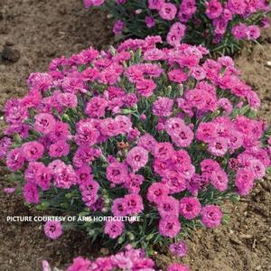 Dianthus 'Goody Gumdrops' - Pinks PP 32591 from The Ivy Farm