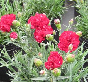 Dianthus 'Passion' - Pinks PP 20440 from The Ivy Farm