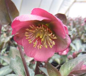Helleborus Frostkiss� Dorothy's Dawn - Lenten Rose PP 28010 from The Ivy Farm