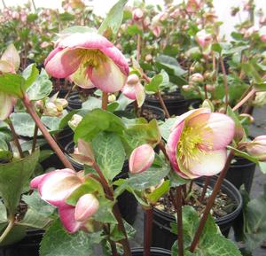 Helleborus Frostkiss® Glenda's Gloss - Lenten Rose PP 28008 from The Ivy Farm